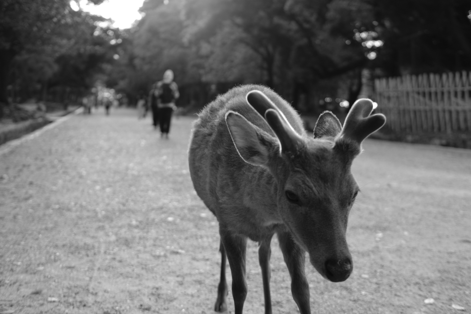 the antlers